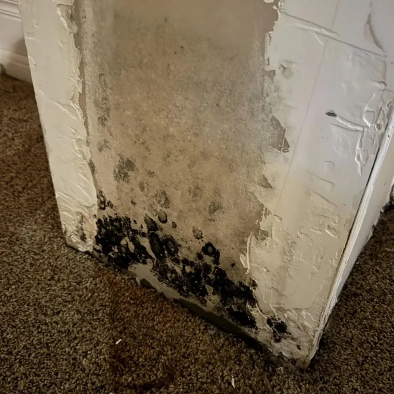 Professional Mold Removal in Cumberland County, NJ